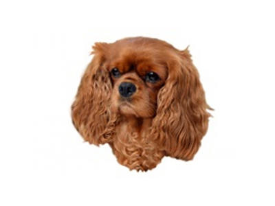 CAV. KING CHARLES RØD STOR DEKAL