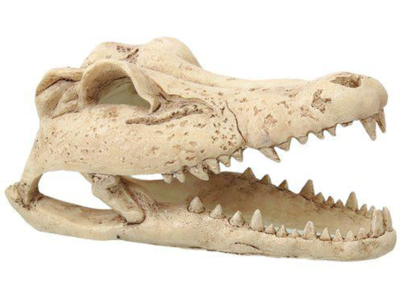 Krokodille kranie lille