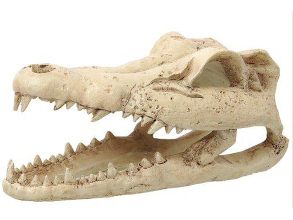 Krokodille kranie lille