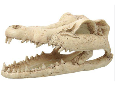 Krokodille kranie lille