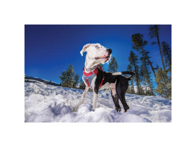  Kurgo journey air sele - sort/grå L