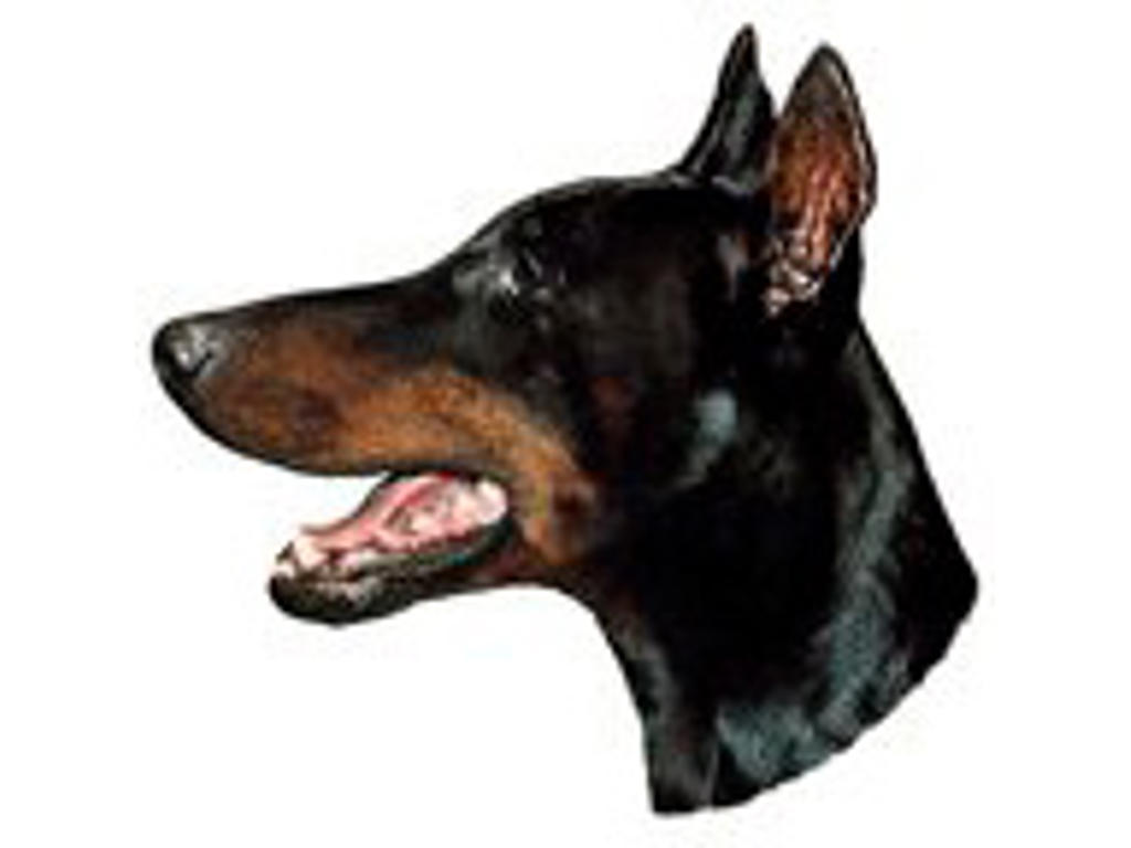 KW DOBERMAN PINSCHER 7 CM / 4 STK