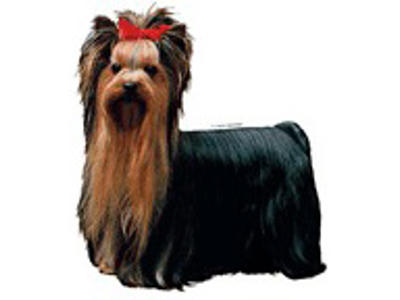KW YORKSHIRE TERRIER  14.5 CM / 2 STK