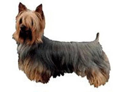 KW SILKY TERRIER 6 CM / 4 STK