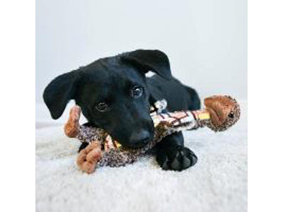 KONG SHAKERS LUVS BIRD L 41x8x8 CM
