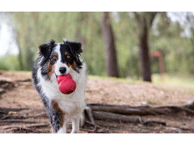 KONG CLASSIC AKTIVITETSLEGETØJ 11 CM