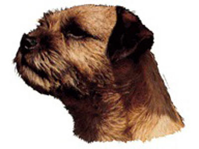 KW BORDER TERRIER 16 CM / 2 STK