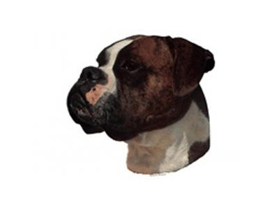 BOXER MINI DEKAL PS/4
