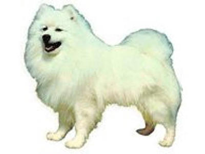 KW JAPANSK SPITZ 7.5 CM / 4 STK