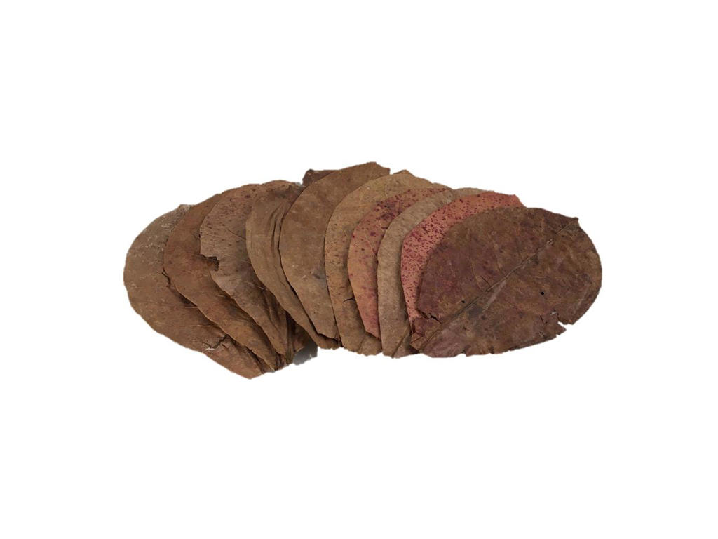 Catappa - mandelblade ps. á 10 stk.