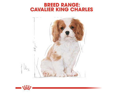 BHN CAVALIER KING CHARLES JUNIOR 1,5 KG