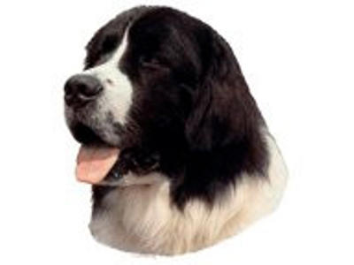 KW LANDSEER 8 CM / 4 STK