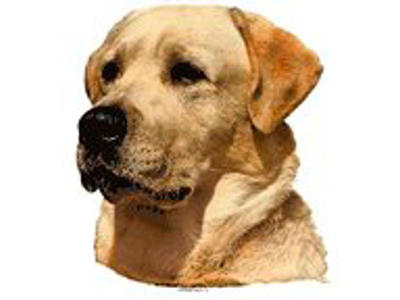 gul labrador dekal 2 stk