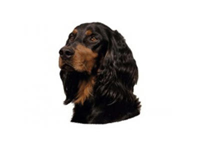GORDON SETTER MINI DEKAL PS/4
