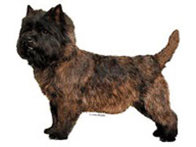 KW CAIRN TERRIER 14.5 CM / 2 STK