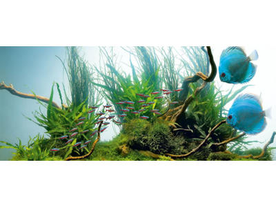 High-Lite Day 438 mm/24 watt, T5