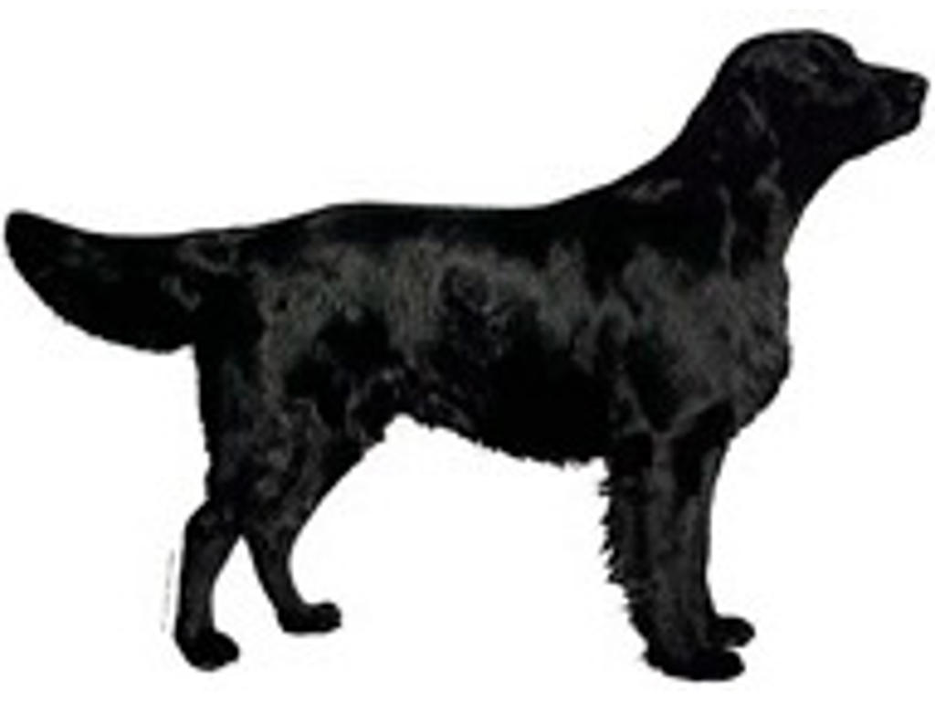KW FLATCOATED RETRIEVER  14 CM / 2 STK