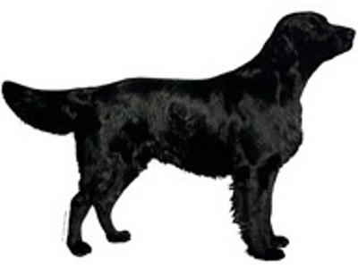 KW FLATCOATED RETRIEVER  14 CM / 2 STK