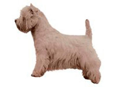 KW WEST HIGHLAND WHITE TERRIER  6 CM / 4 STK
