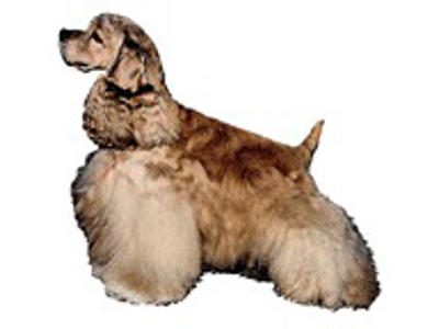 KW AMERICAN COCKER SPANIEL  14 CM / 2 STK