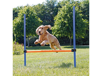 Agility hurdle 115 x ø 3,3 cm